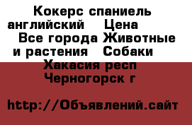 Кокерс спаниель английский  › Цена ­ 4 500 - Все города Животные и растения » Собаки   . Хакасия респ.,Черногорск г.